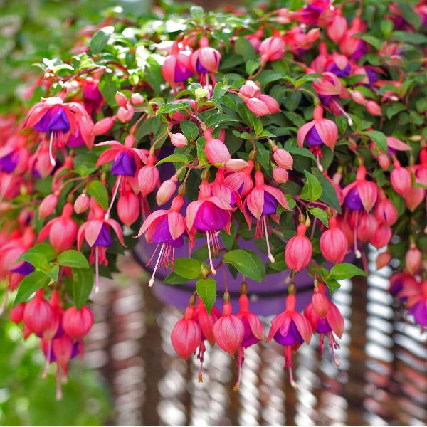 AcquaGarden Outdoor Plants Fuchsia 'Display'