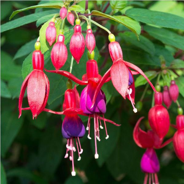 AcquaGarden Outdoor Plants Fuchsia 'Display'