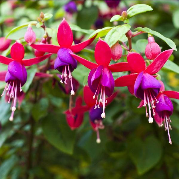 AcquaGarden Outdoor Plants Fuchsia 'Display'