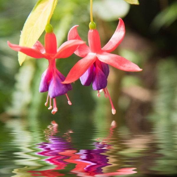 AcquaGarden Outdoor Plants Fuchsia 'Display'