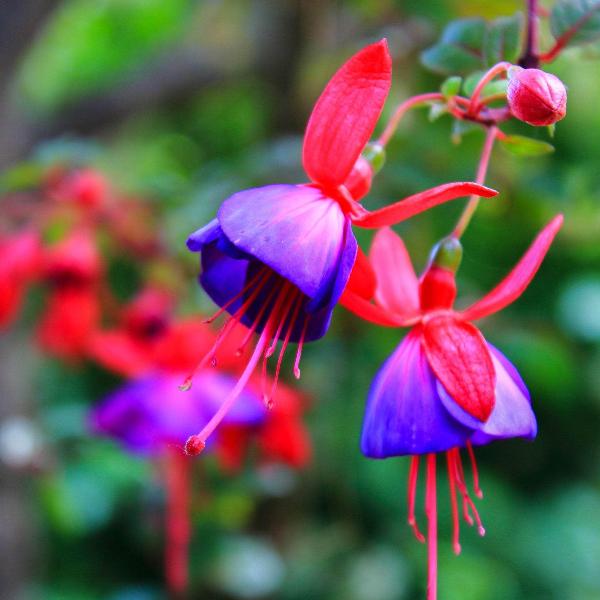 AcquaGarden Outdoor Plants Fuchsia 'Dollar Princess'