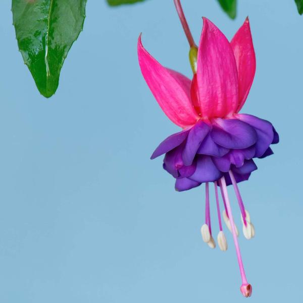 AcquaGarden Outdoor Plants Fuchsia 'Dollar Princess'