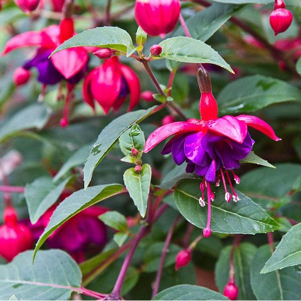 AcquaGarden Outdoor Plants Fuchsia 'Dollar Princess'