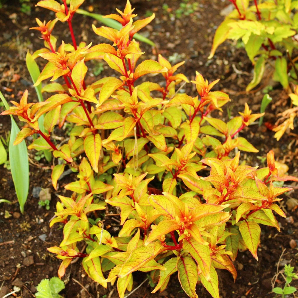AcquaGarden Outdoor Plants Fuchsia 'Genii'