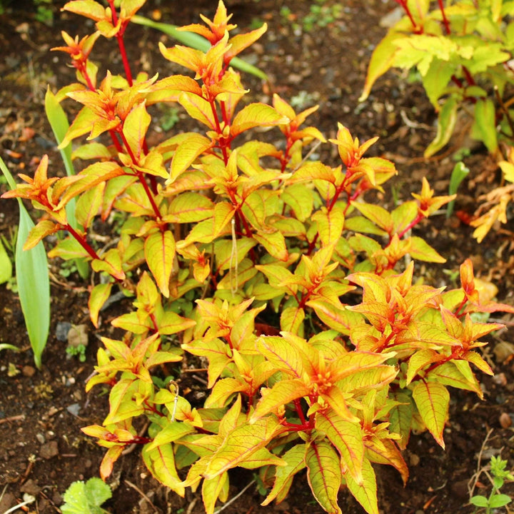 AcquaGarden Outdoor Plants Fuchsia 'Genii'