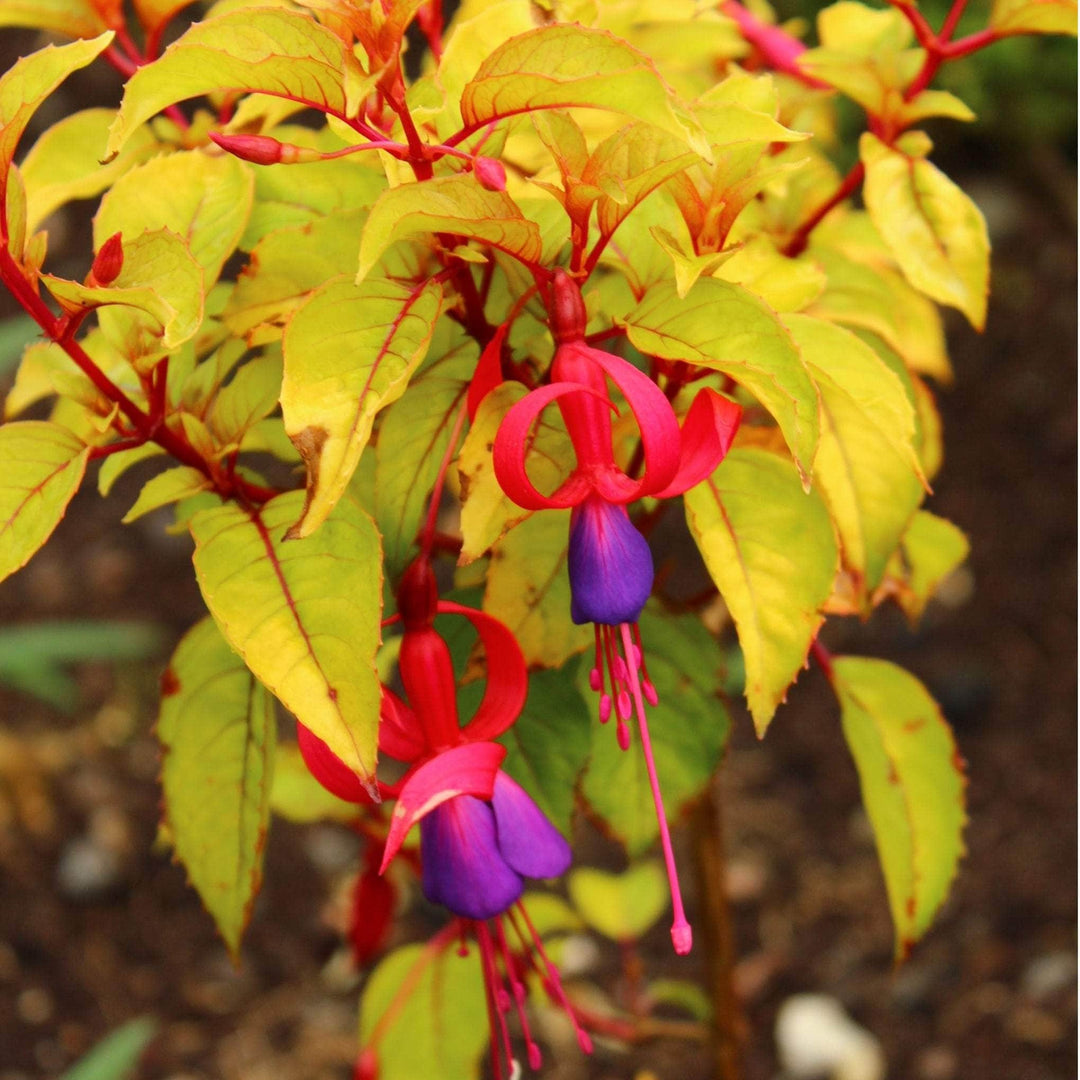 AcquaGarden Outdoor Plants Fuchsia 'Genii'