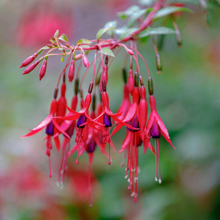 AcquaGarden Outdoor Plants Fuchsia 'Genii'