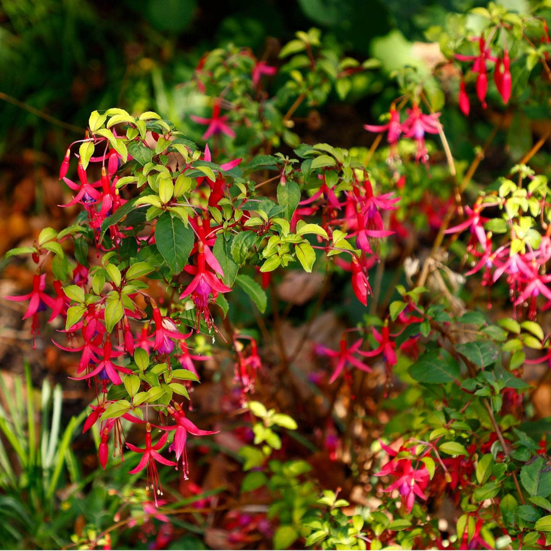 AcquaGarden Outdoor Plants Fuchsia 'Genii'