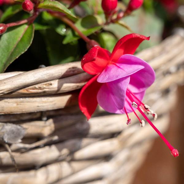 AcquaGarden Outdoor Plants Fuchsia 'Heidi Anne'
