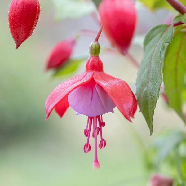 AcquaGarden Outdoor Plants Fuchsia 'Heidi Anne'