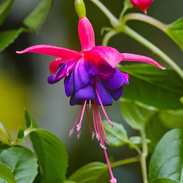 AcquaGarden Outdoor Plants Fuchsia 'Tom Thumb'