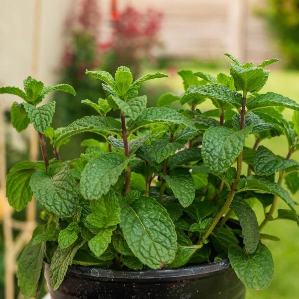 Garden mint plant