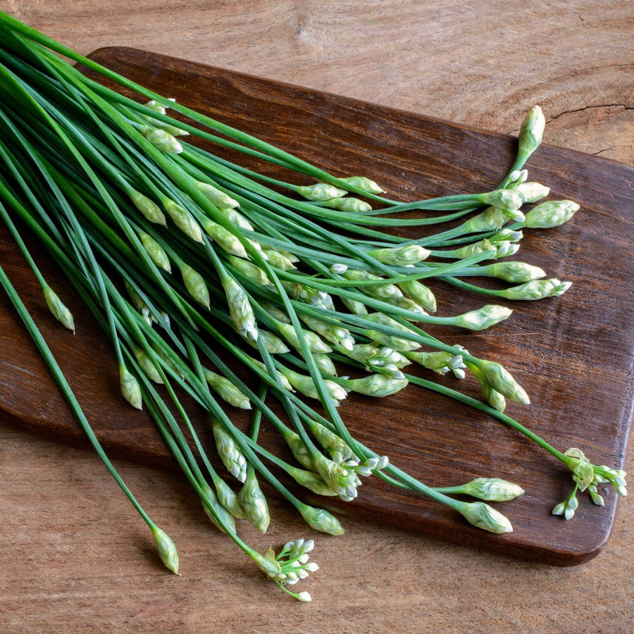 AcquaGarden Outdoor Plants Garlic Chives