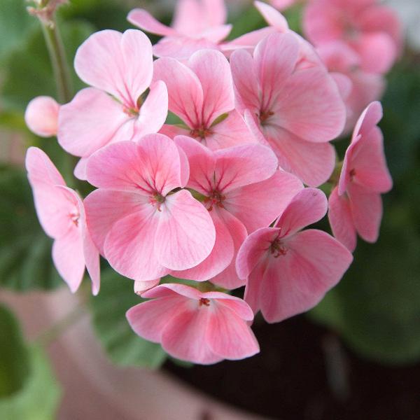 AcquaGarden Outdoor Plants Geranium 'Blushing Bride'