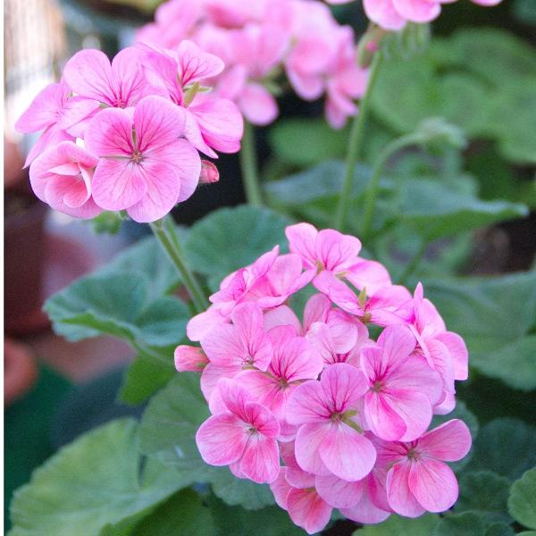 AcquaGarden Outdoor Plants Geranium 'Blushing Bride'