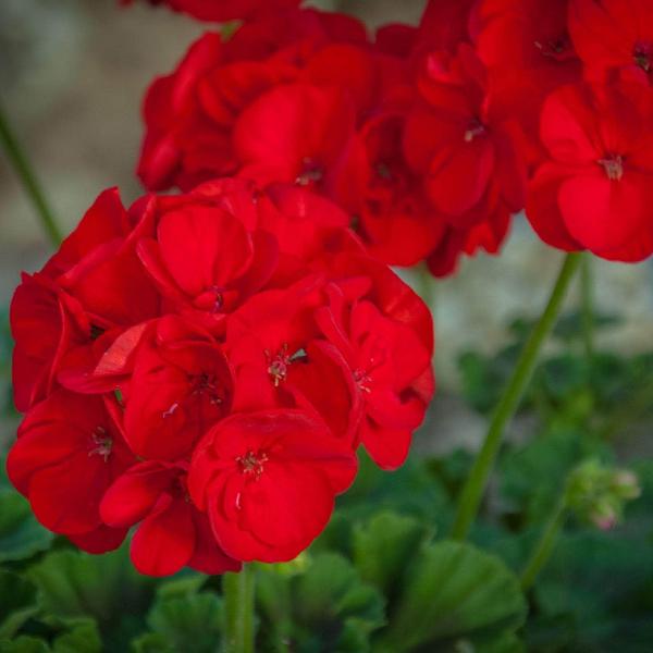 AcquaGarden Outdoor Plants Geranium 'Deep Scarlet'