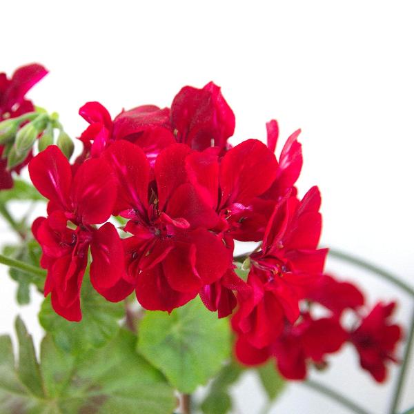 AcquaGarden Outdoor Plants Geranium 'Deep Scarlet'