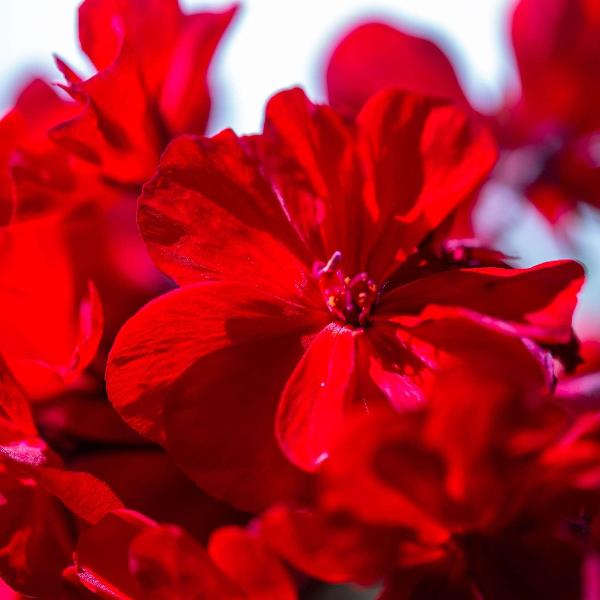 AcquaGarden Outdoor Plants Geranium 'Deep Scarlet'