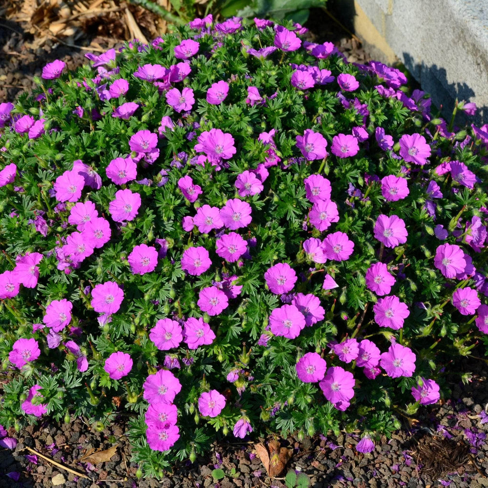 AcquaGarden Outdoor Plants Geranium 'Max Frei' 
