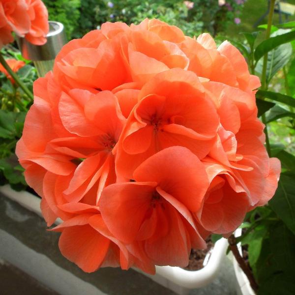 AcquaGarden Outdoor Plants Geranium 'Orange'