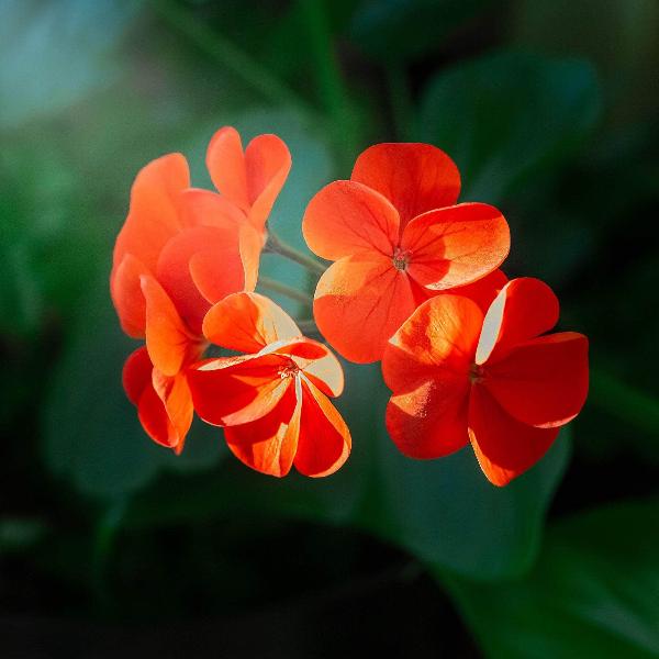 AcquaGarden Outdoor Plants Geranium 'Orange'