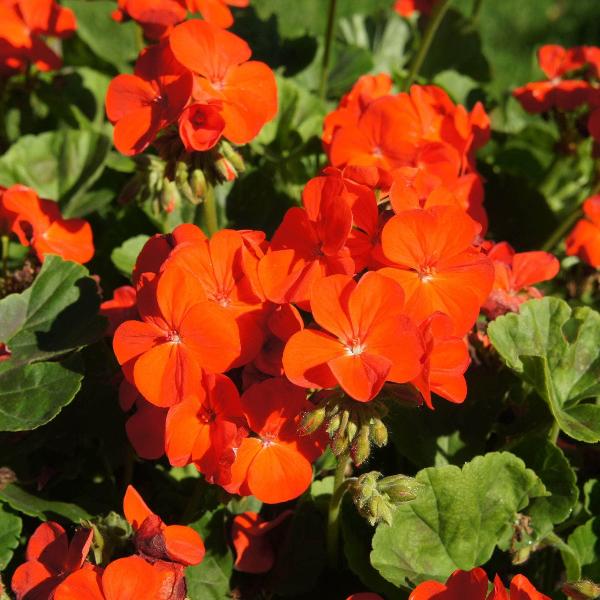 AcquaGarden Outdoor Plants Geranium 'Orange'