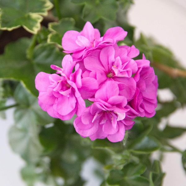 AcquaGarden Outdoor Plants Geranium 'Rose'