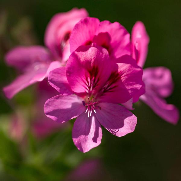 AcquaGarden Outdoor Plants Geranium 'Rose'