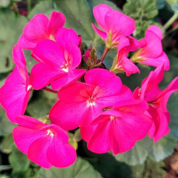 AcquaGarden Outdoor Plants Geranium 'Rose'
