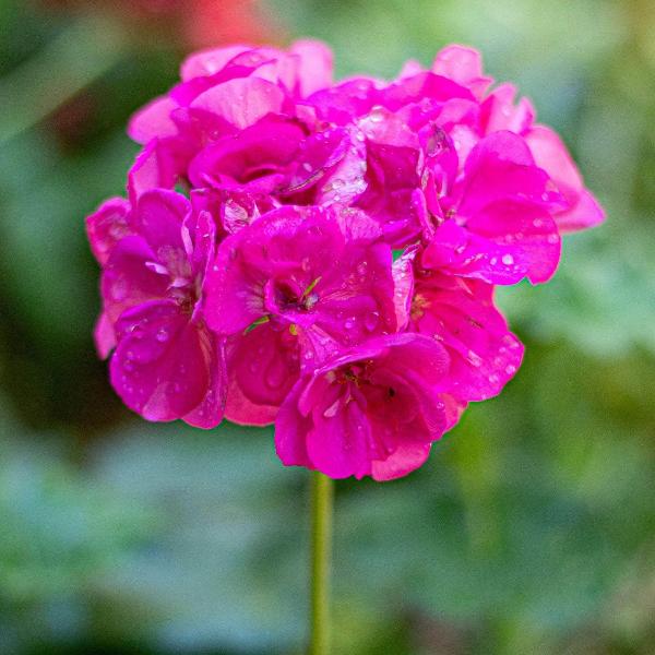 AcquaGarden Outdoor Plants Geranium 'Rose'