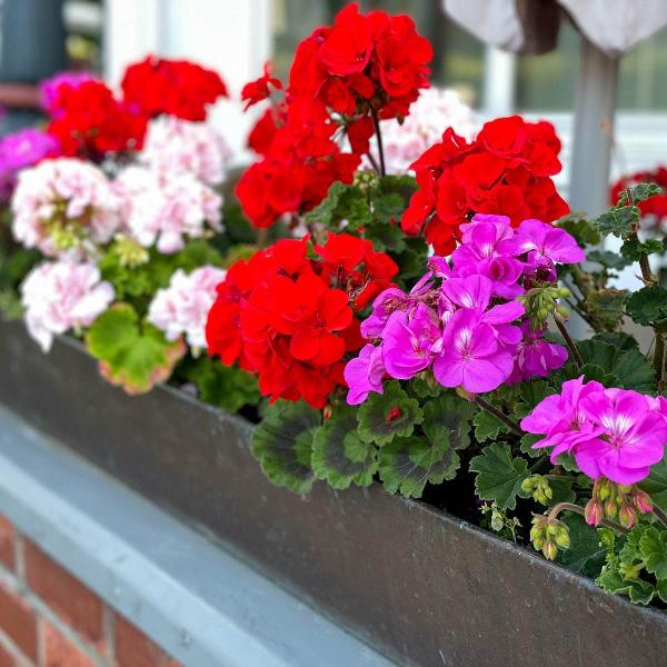 AcquaGarden Outdoor Plants Geranium 'Summer Shade Trailing'