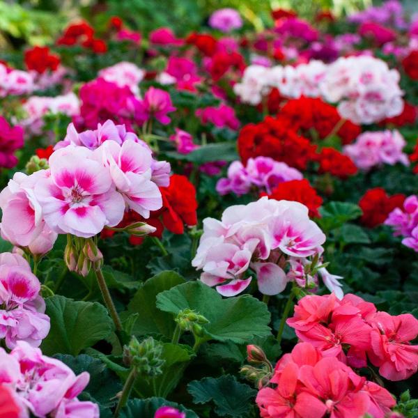 AcquaGarden Outdoor Plants Geranium 'Summer Shade Trailing'