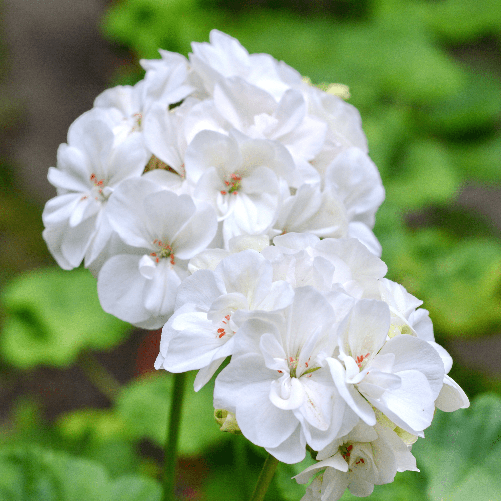 Hardy White Geranium Perennials | AcquaGarden