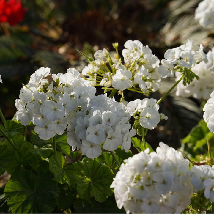 AcquaGarden Outdoor Plants Geranium 'White'
