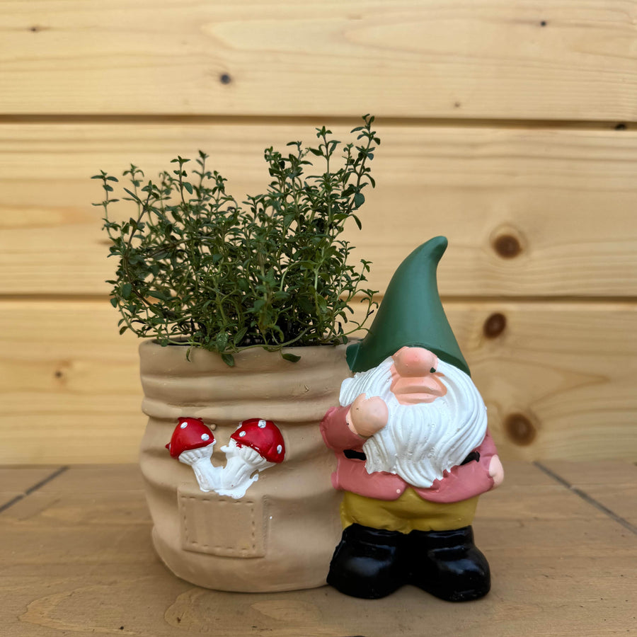 AcquaGarden Outdoor Plants Gnome and Toadstool Pot with Herb Plant
