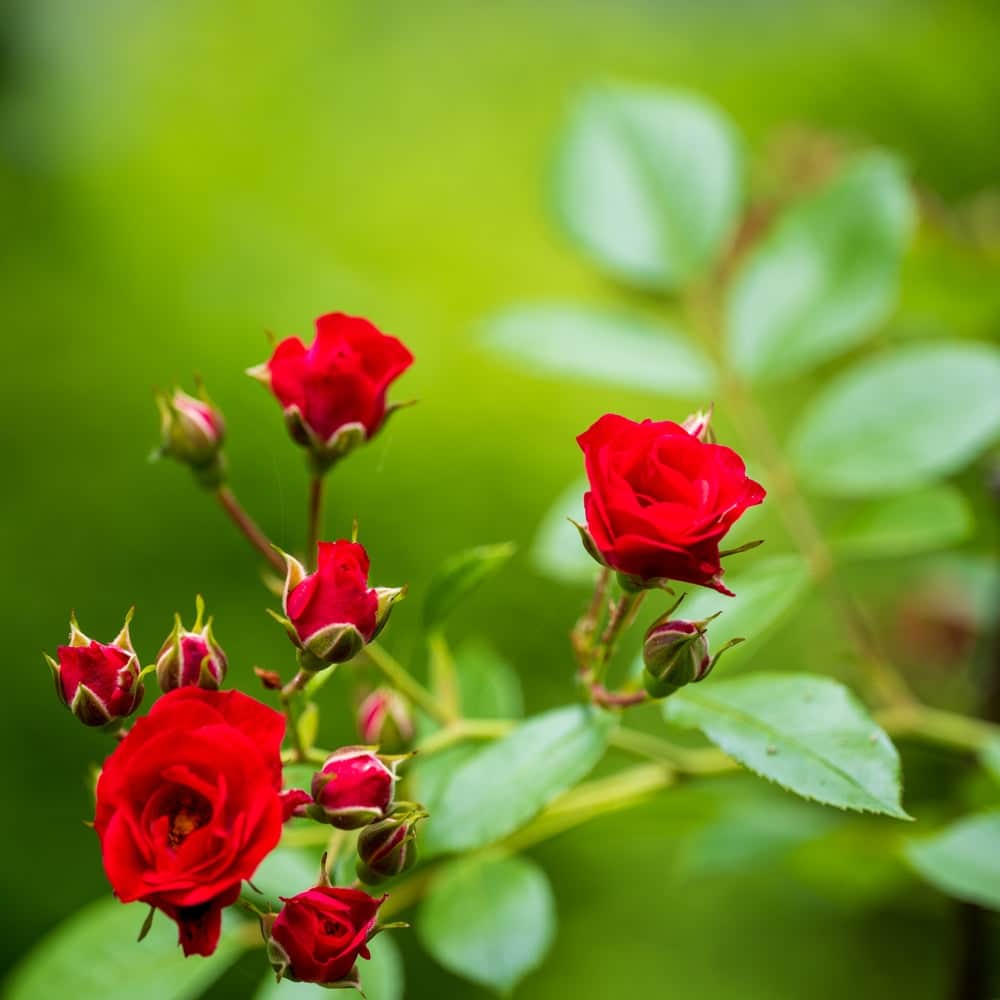 AcquaGarden Outdoor Plants Gnome and Toadstool Pot with Miniature Rose Plant