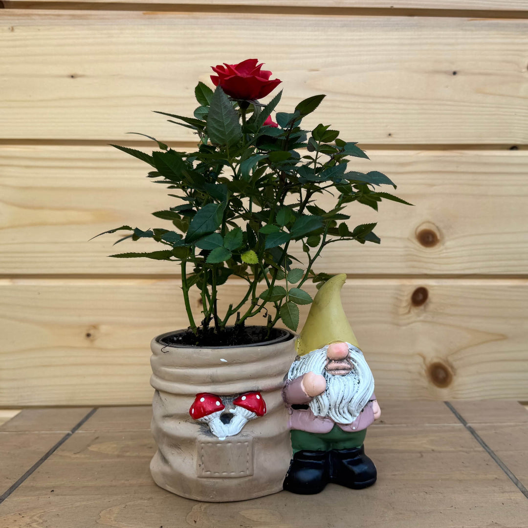 AcquaGarden Outdoor Plants Gnome and Toadstool Pot with Miniature Rose Plant