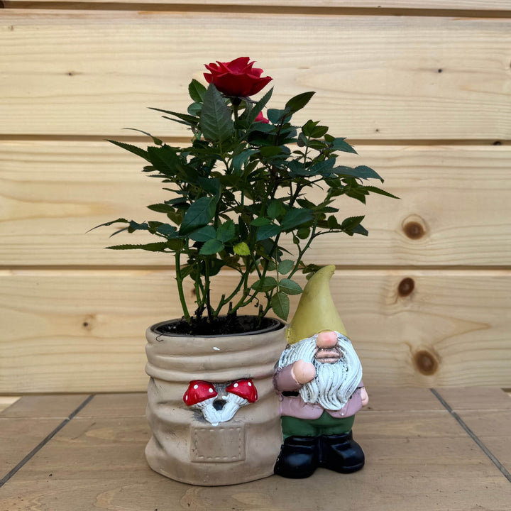 AcquaGarden Outdoor Plants Gnome and Toadstool Pot with Miniature Rose Plant