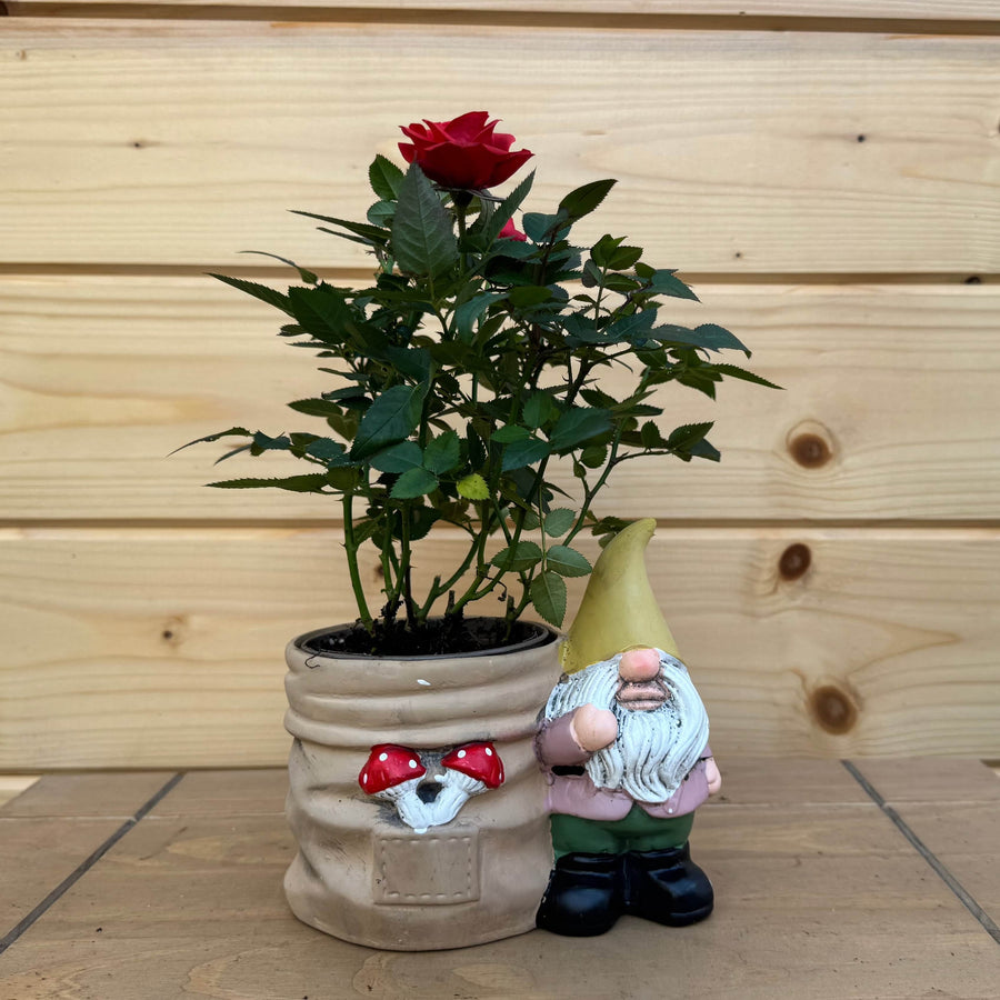 AcquaGarden Outdoor Plants Gnome and Toadstool Pot with Miniature Rose Plant