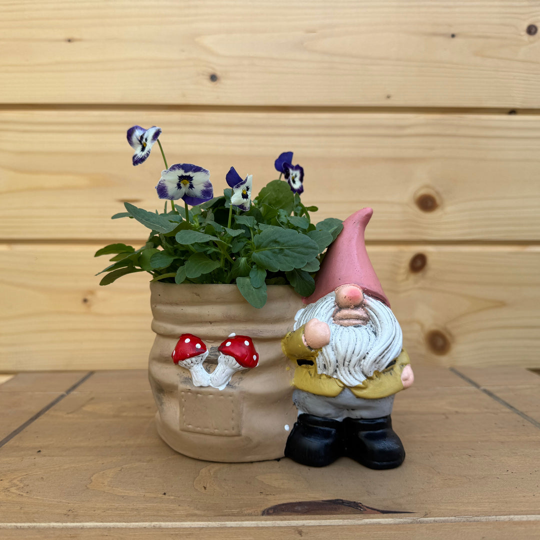 AcquaGarden Outdoor Plants Gnome and Toadstool pot with Viola Plants