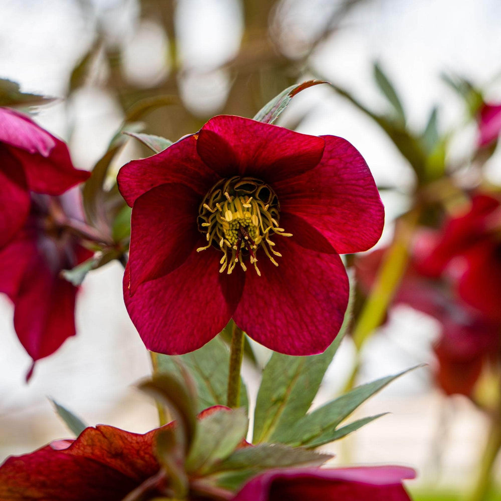 AcquaGarden Outdoor Plants Hellebore 'Red'