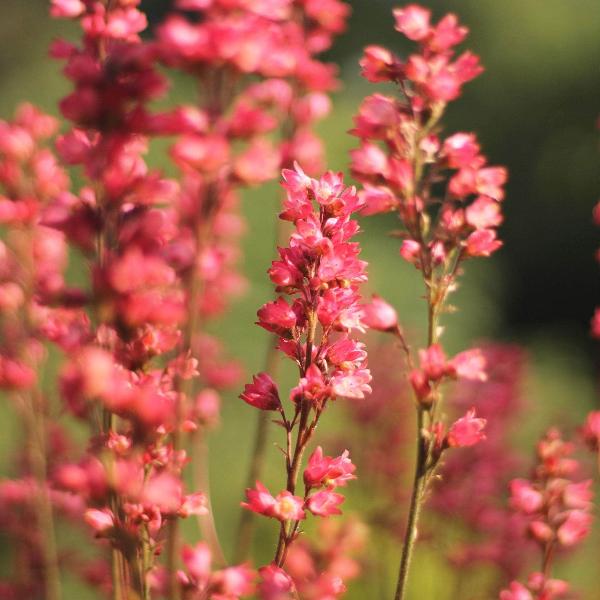 AcquaGarden Outdoor Plants Heuchera 'Northern Exposure Red'