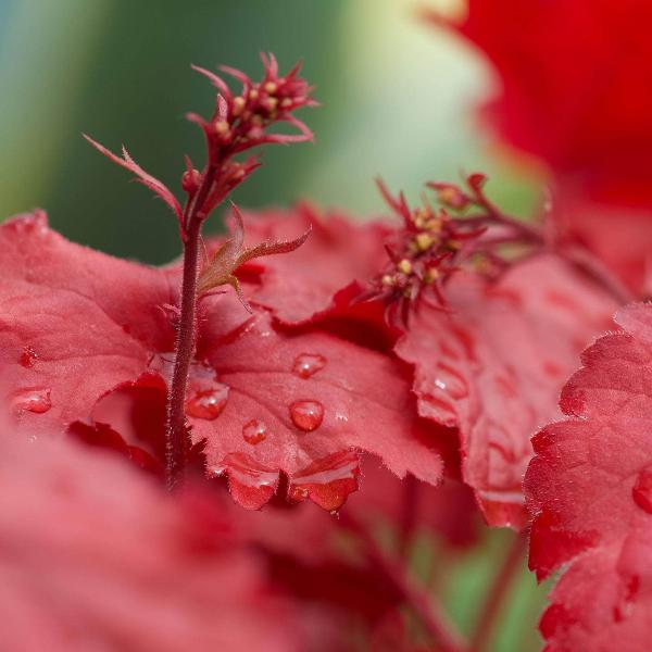 AcquaGarden Outdoor Plants Heuchera 'Northern Exposure Red'