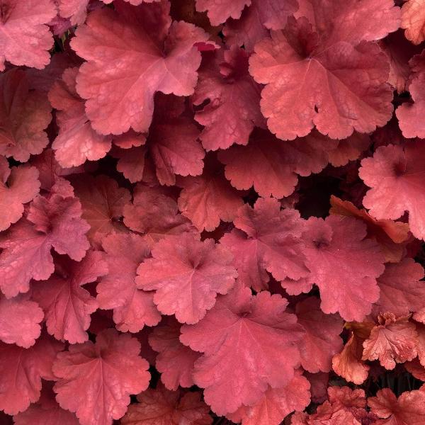 AcquaGarden Outdoor Plants Heuchera 'Northern Exposure Red'