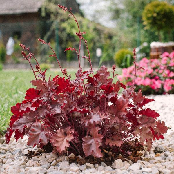 AcquaGarden Outdoor Plants Heuchera 'Northern Exposure Red'
