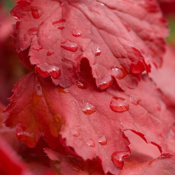 AcquaGarden Outdoor Plants Heuchera 'Northern Exposure Red'