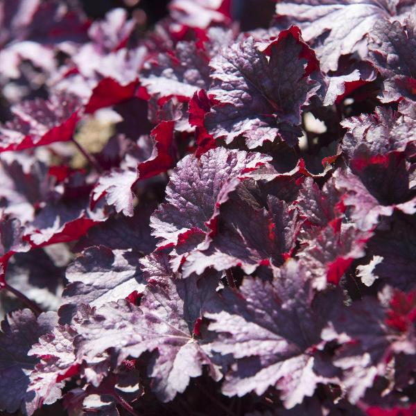 AcquaGarden Outdoor Plants Heuchera 'Purple Palace'