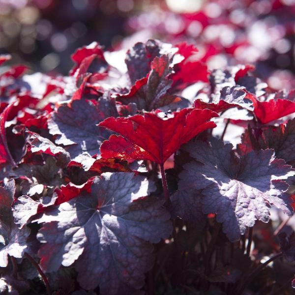 AcquaGarden Outdoor Plants Heuchera 'Purple Palace'