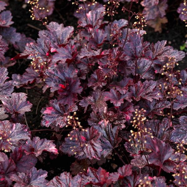 AcquaGarden Outdoor Plants Heuchera 'Purple Palace'