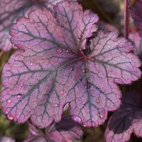 AcquaGarden Outdoor Plants Heuchera 'Purple Palace'